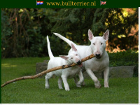 Bullterrier.nl