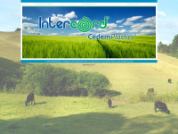 intercord.be