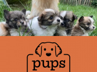 Pupsvanfikkie.nl