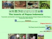papua-insects.nl