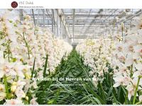 Hvsorchids.nl